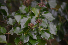 Hedera canariensis