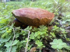 Xerocomellus dryophilus