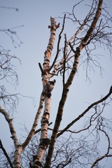 Dendrocopos leucotos