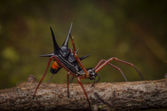 Micrathena schreibersi