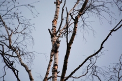 Dendrocopos leucotos