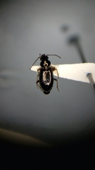 Bembidion lampros