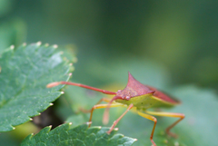Gonocerus insidiator