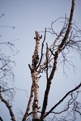 Dendrocopos leucotos