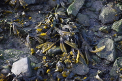 Fucus ceranoides