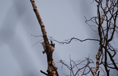 Dendrocopos leucotos