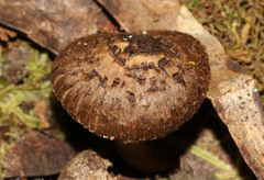 Inocybe australiensis