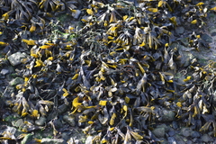 Fucus ceranoides