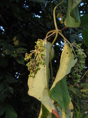 Aspidopterys cordata