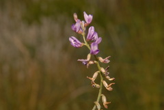 Astragalus gracilis