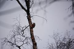 Dendrocopos leucotos