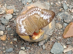 Tanaecia
