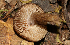 Inocybe australiensis