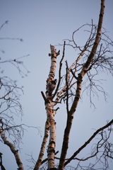 Dendrocopos leucotos
