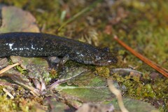 Desmognathus kanawha