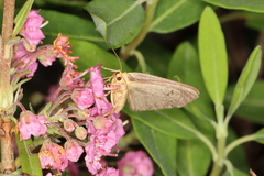 Macaria argillacearia