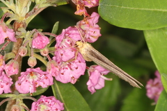 Macaria argillacearia