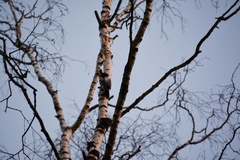 Dendrocopos leucotos
