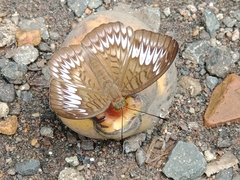 Tanaecia
