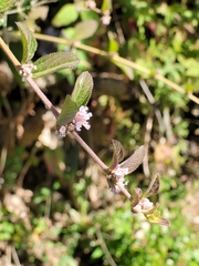 Lippia alba