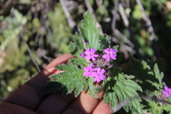 Glandularia pumila