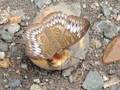 Tanaecia