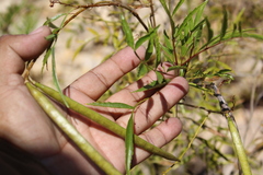 Tecoma stans angustata