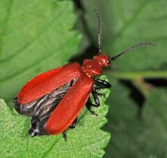Pyrochroa serraticornis