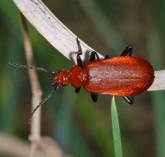 Pyrochroa serraticornis