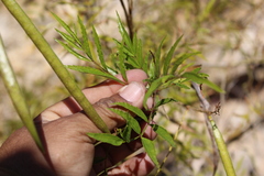 Tecoma stans angustata