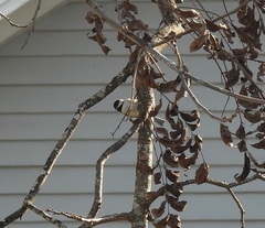 Poecile carolinensis