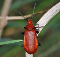 Pyrochroa serraticornis