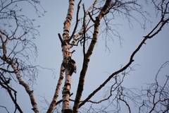 Dendrocopos leucotos