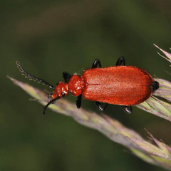 Pyrochroa serraticornis