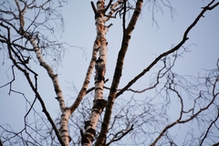 Dendrocopos leucotos