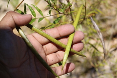 Tecoma stans angustata