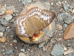 Tanaecia