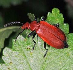 Pyrochroa serraticornis
