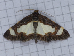 Heliomata cycladata