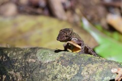 Anolis osa