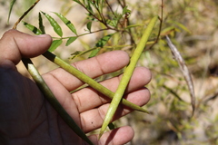 Tecoma stans angustata