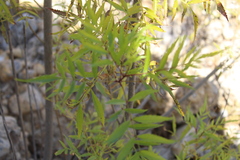 Tecoma stans angustata