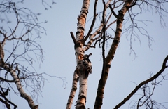 Dendrocopos leucotos