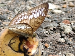 Tanaecia
