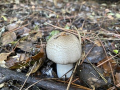 Agaricus deardorffensis