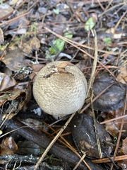 Agaricus deardorffensis