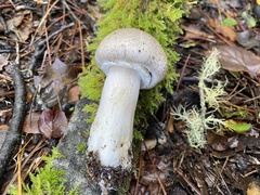 Agaricus deardorffensis