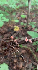 Microstoma floccosum