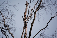 Dendrocopos leucotos