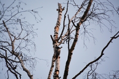 Dendrocopos leucotos